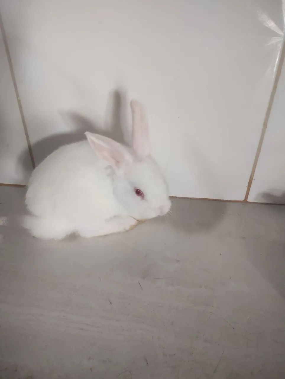 Coelhinho 40 reais  - Foto 2