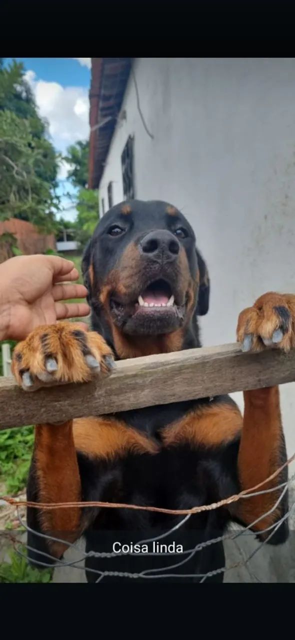 Rottweiler fêmea  - Foto 6