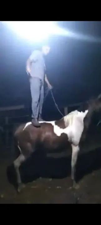 Domador de cavalos - Foto 5