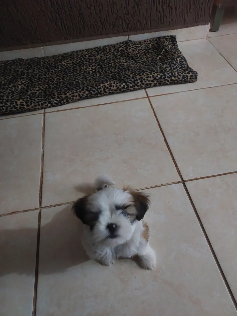 Filhote Shih Tzu disponível para compraadoção
