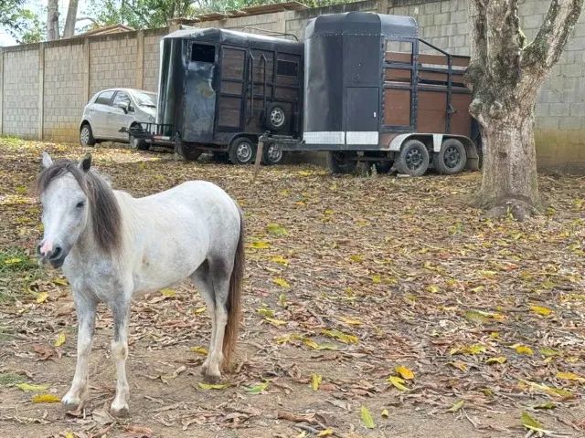 Ponei com charrete - Foto 6
