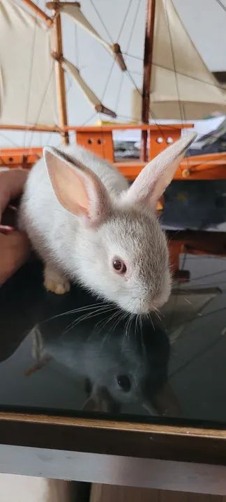 Coelhinho anão Netherland  - Foto 5