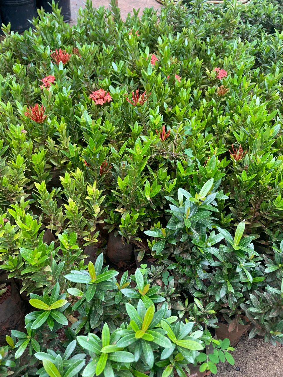 Muda de Mini Ixora cores variadas 