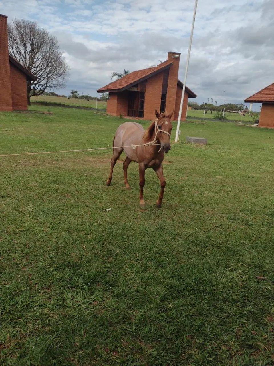 Vende-se potro - Foto 2