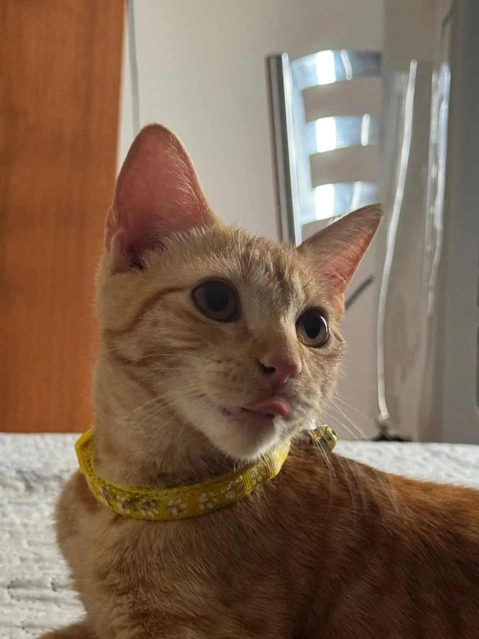 Gato lindo e carinhoso para adoção