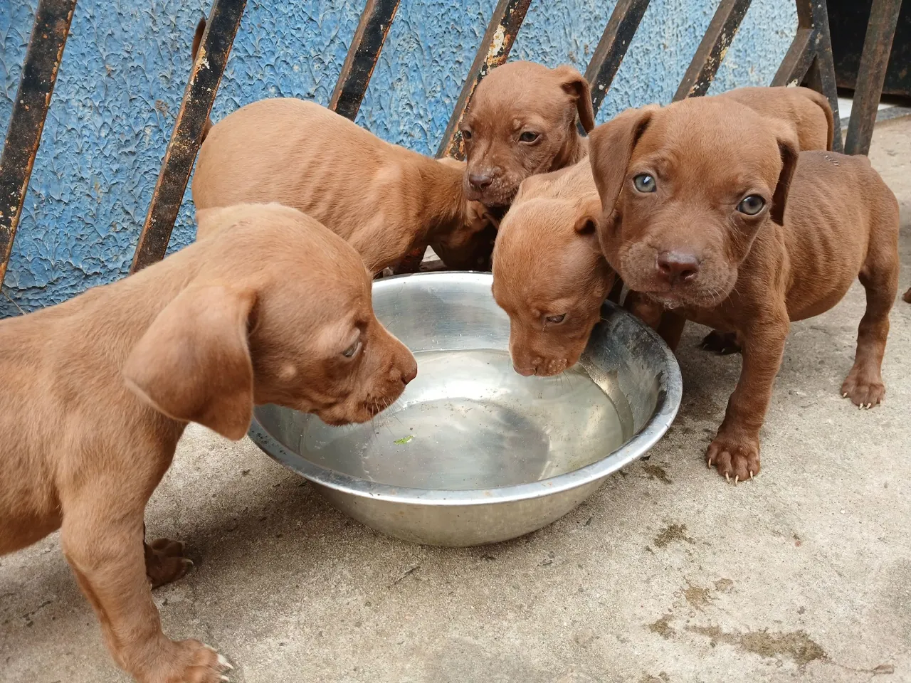 Filhotes de Pitbull