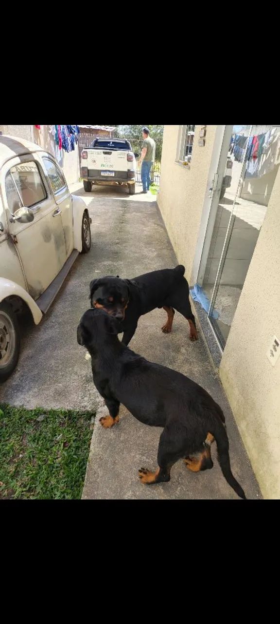 Filhotes de Rottweiler  - Foto 4