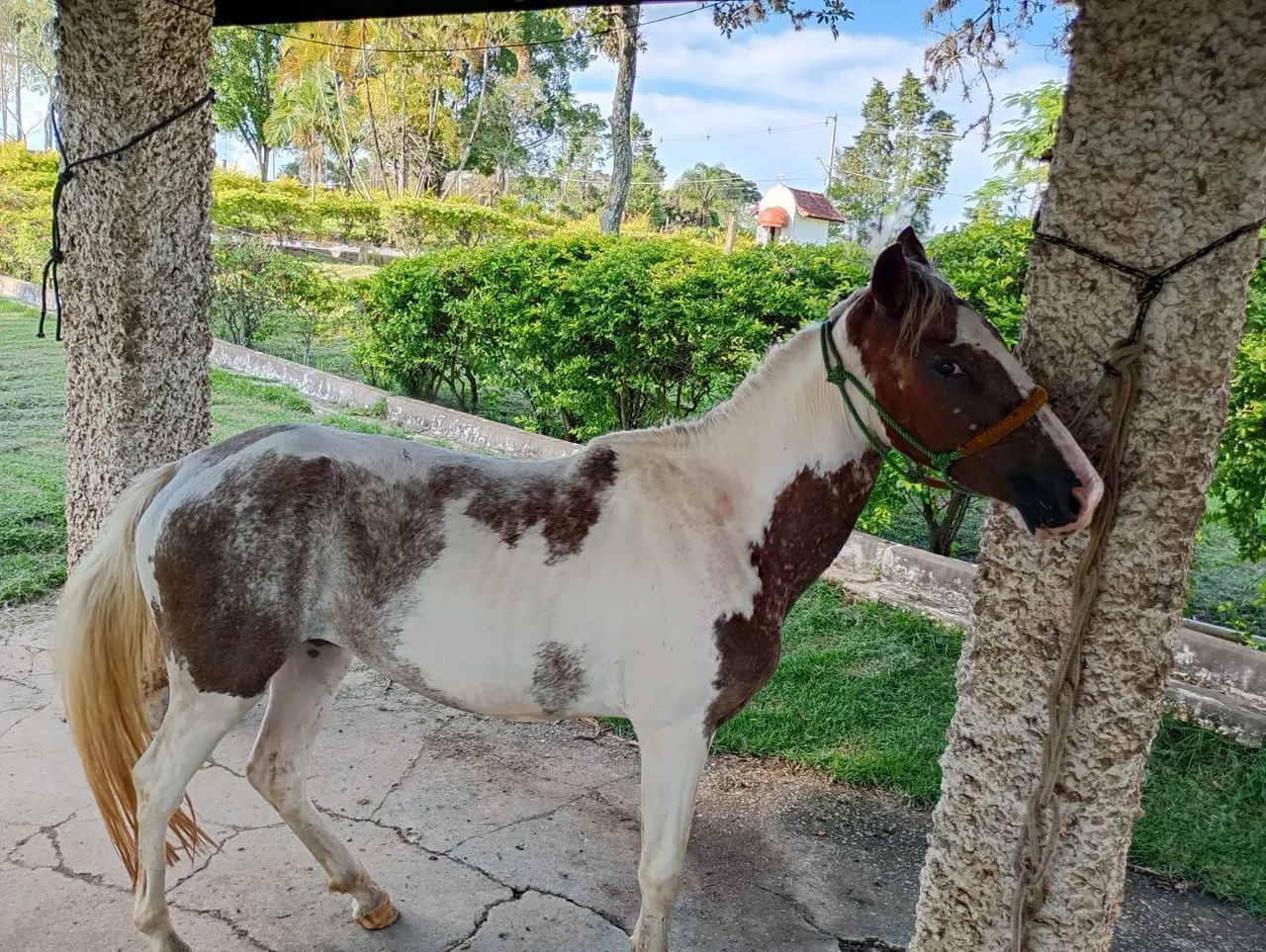 Potra 1 ano 6 meses  - Foto 2