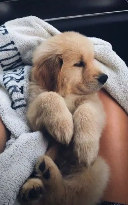 Golden Retriever Filhote - Adorável e Carinhoso e ama ficar no quente 