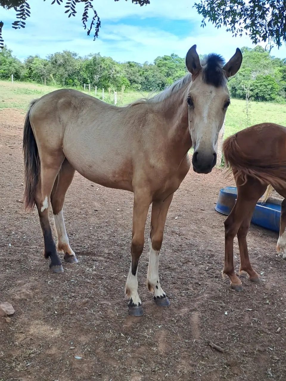 BARBADA, lindas potras chucras Mangalarga Marchador Puro Sangue-Parcelamos - Foto 4