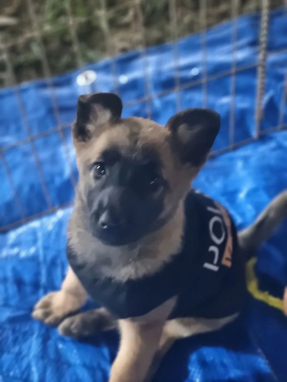 Pastor Belga Malinois  - Foto 5