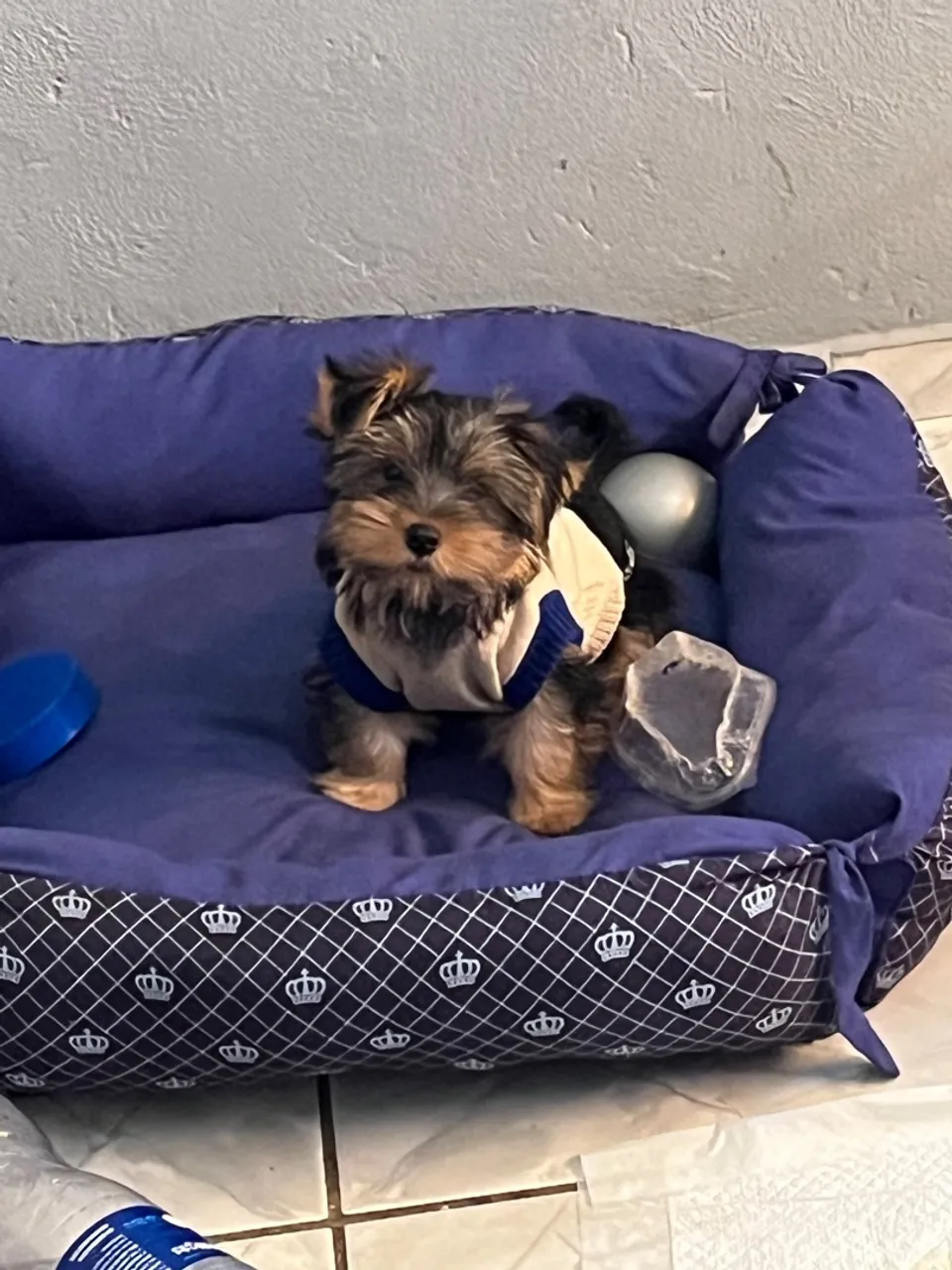 Filhote de Yorkshire Terrier para adoção