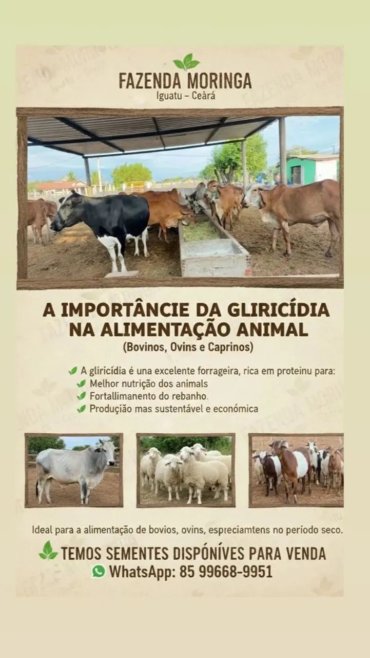 Sementes de Gliricíidia 