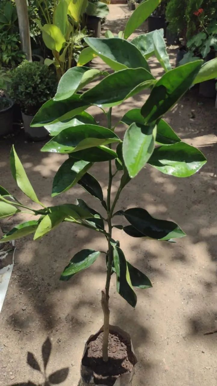 Laranja mimo  - Foto 3