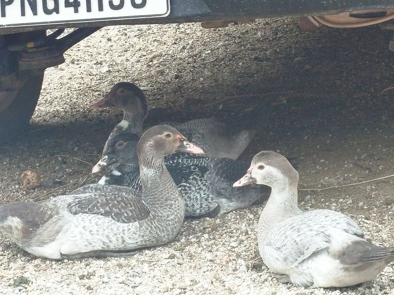 Patos machos novos  - Foto 4