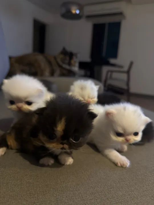Filhotes gato Persa - Foto 2