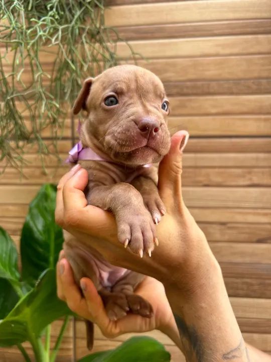 Filhote de Pitbull -  Fofo e Brincalhão - Foto 5