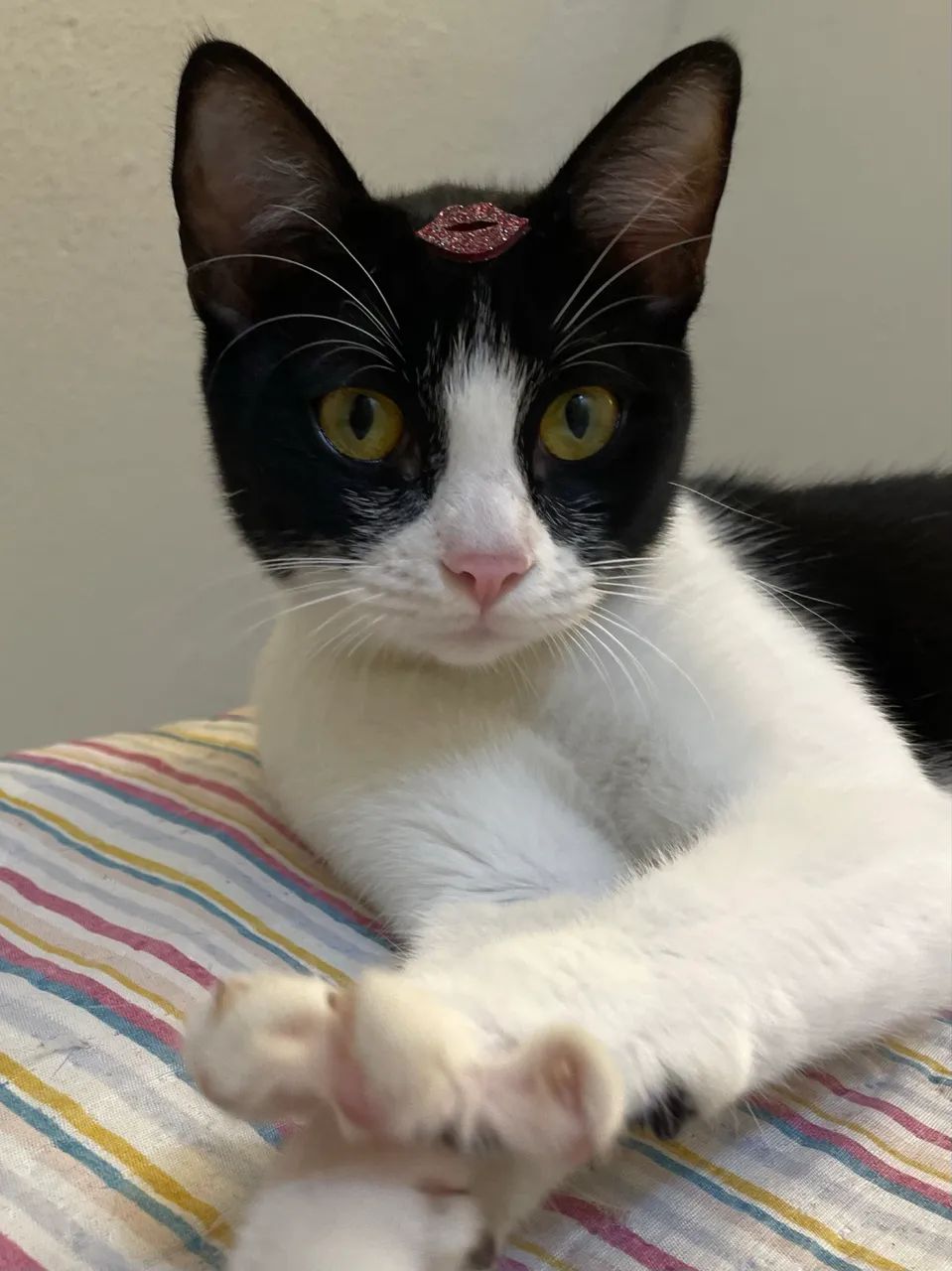 Gatinha para adoção responsável 