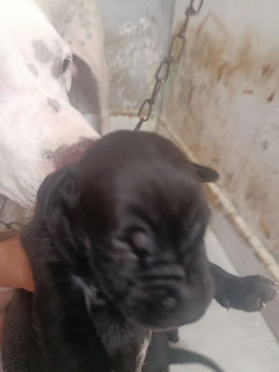 Pitbull  - Foto 2