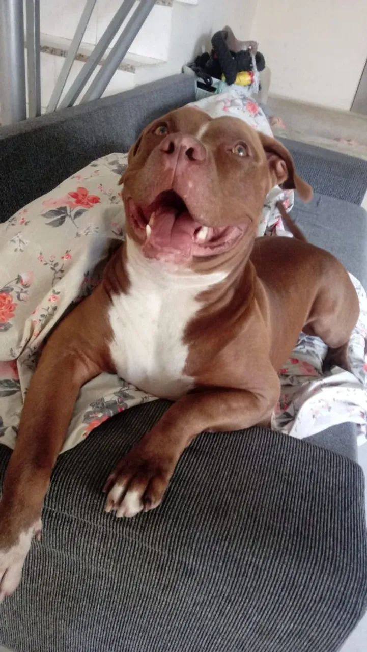 Filhotes pitbull thompson  - Foto 3