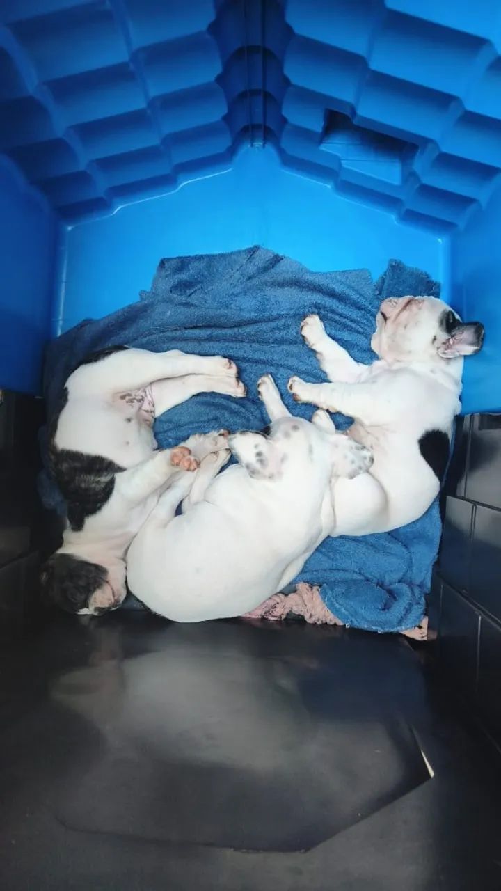 Bulldog francês  - Foto 2