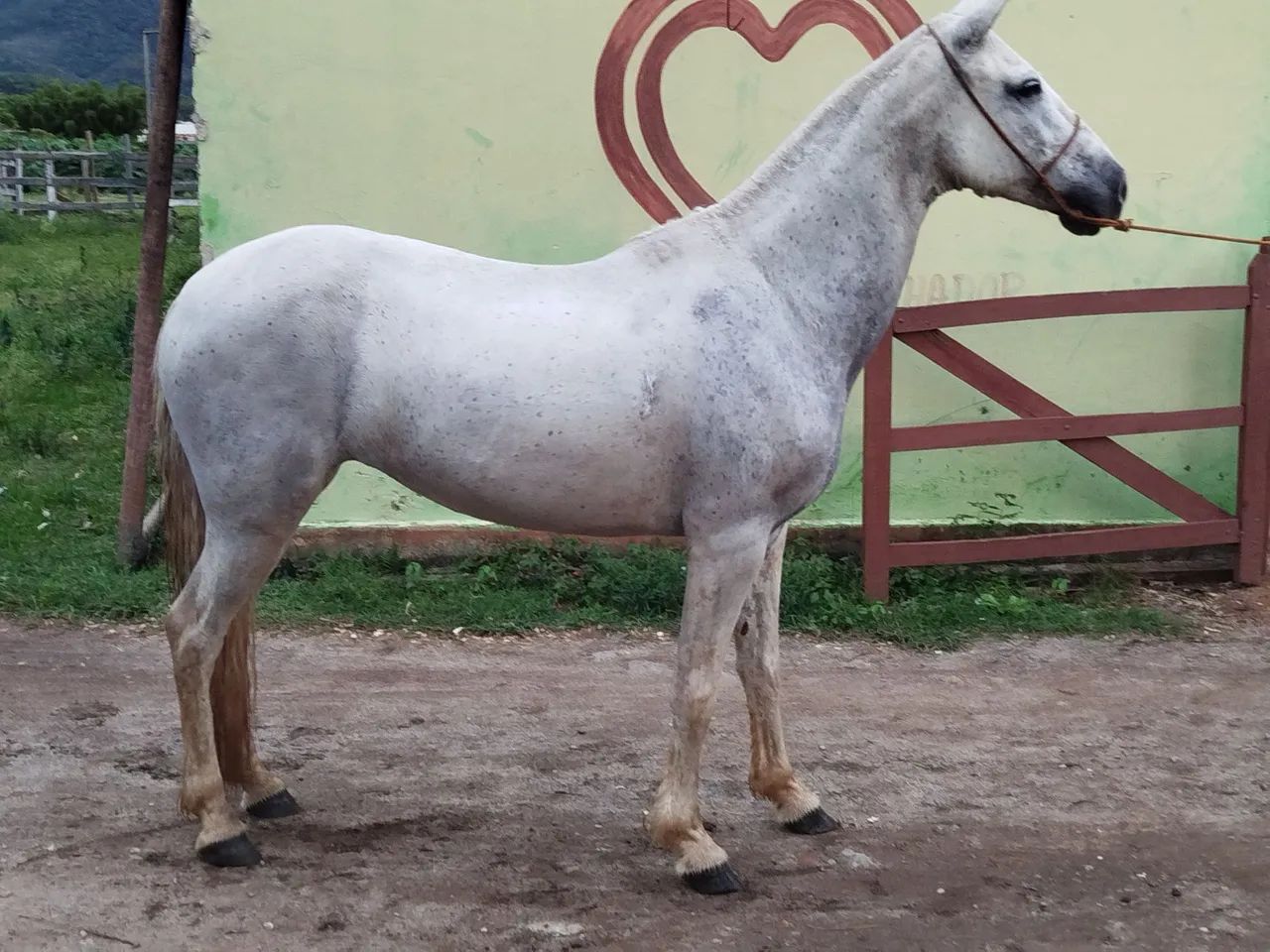 Vendo égua registrada somente pra reprodução  - Foto 5