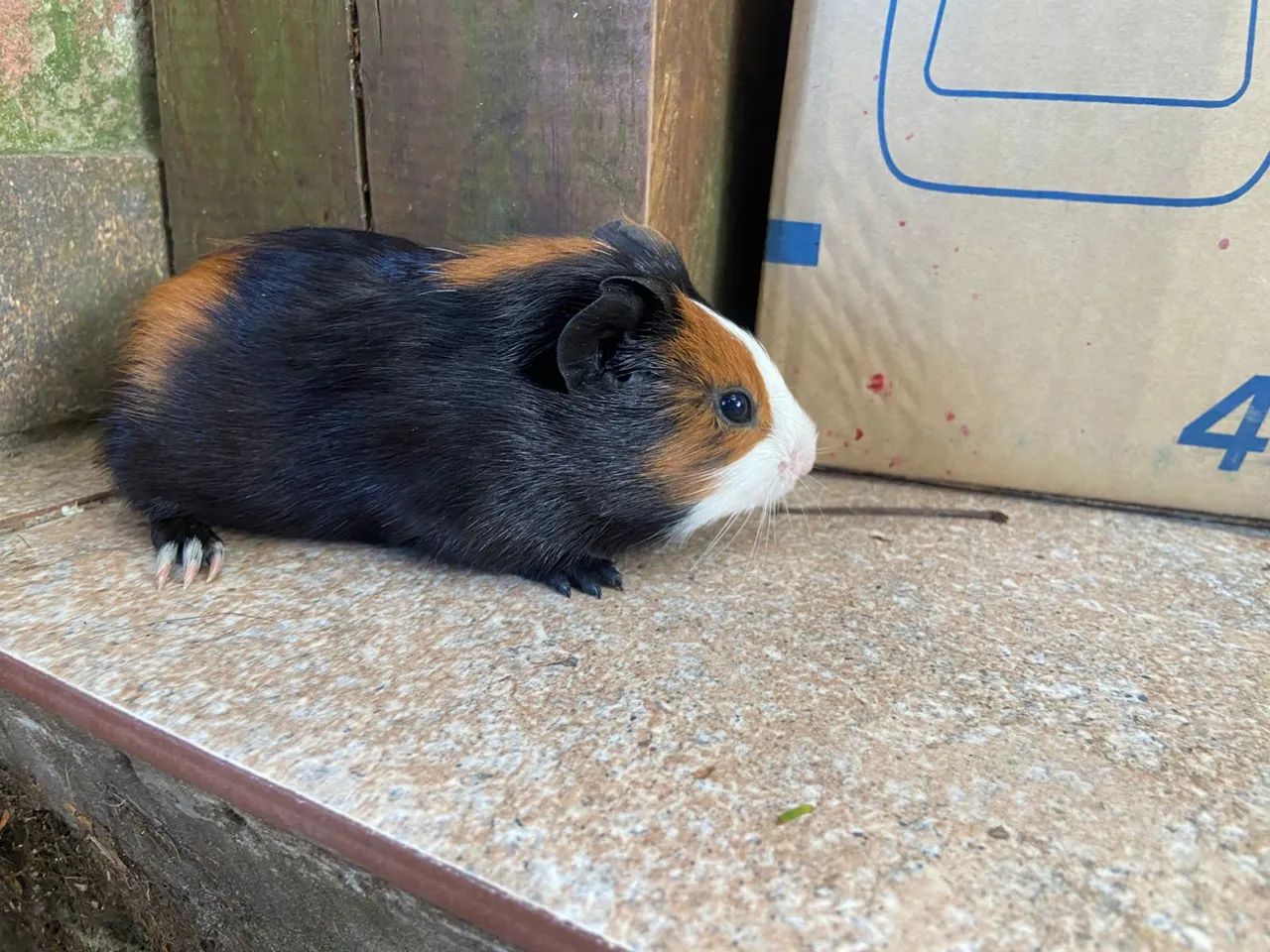 Porquinho da índia 