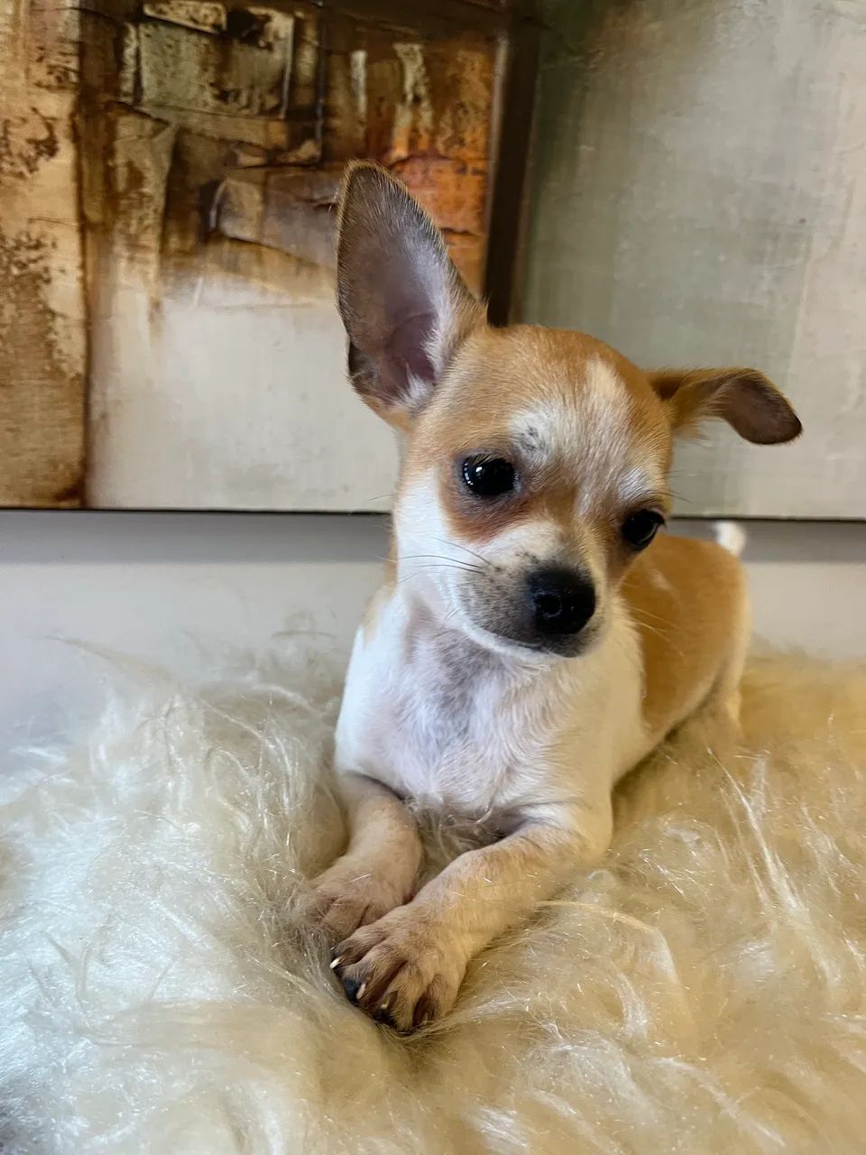 Chihuahua macho promoção  - Foto 4