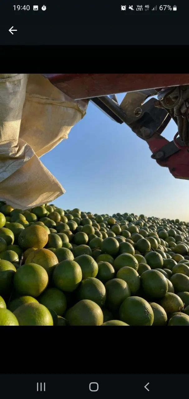 Laranja pera - Foto 2