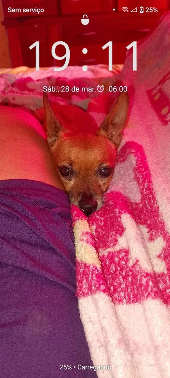 Procuro namorada da raça pinsher  - Foto 2