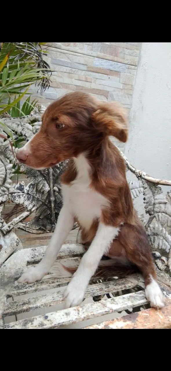 Filhote de Border Collie macho so tem 1 