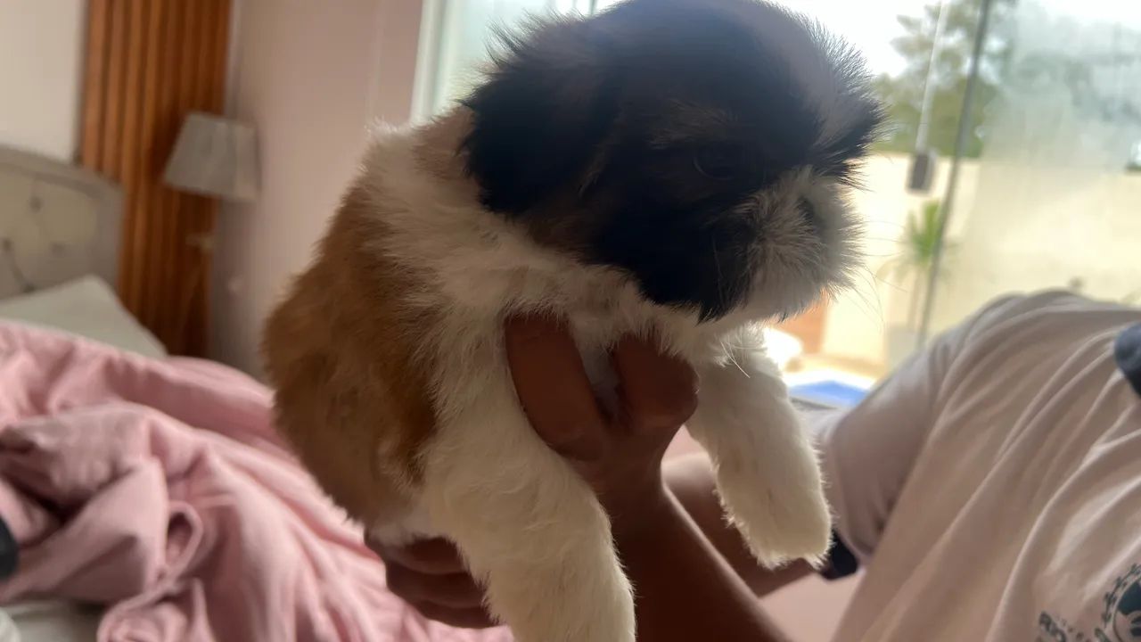 Pet