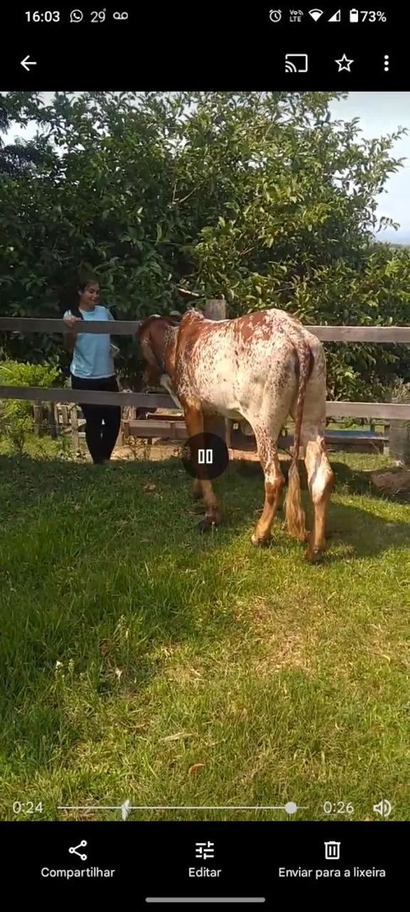 Linda novilha  - Foto 4