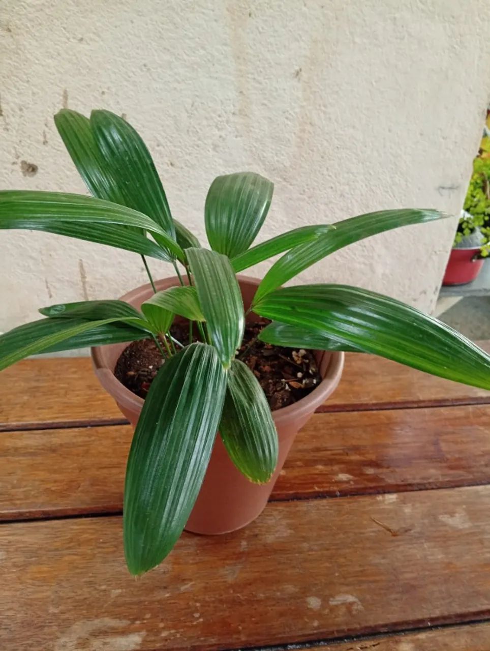 Plantas  - Foto 4
