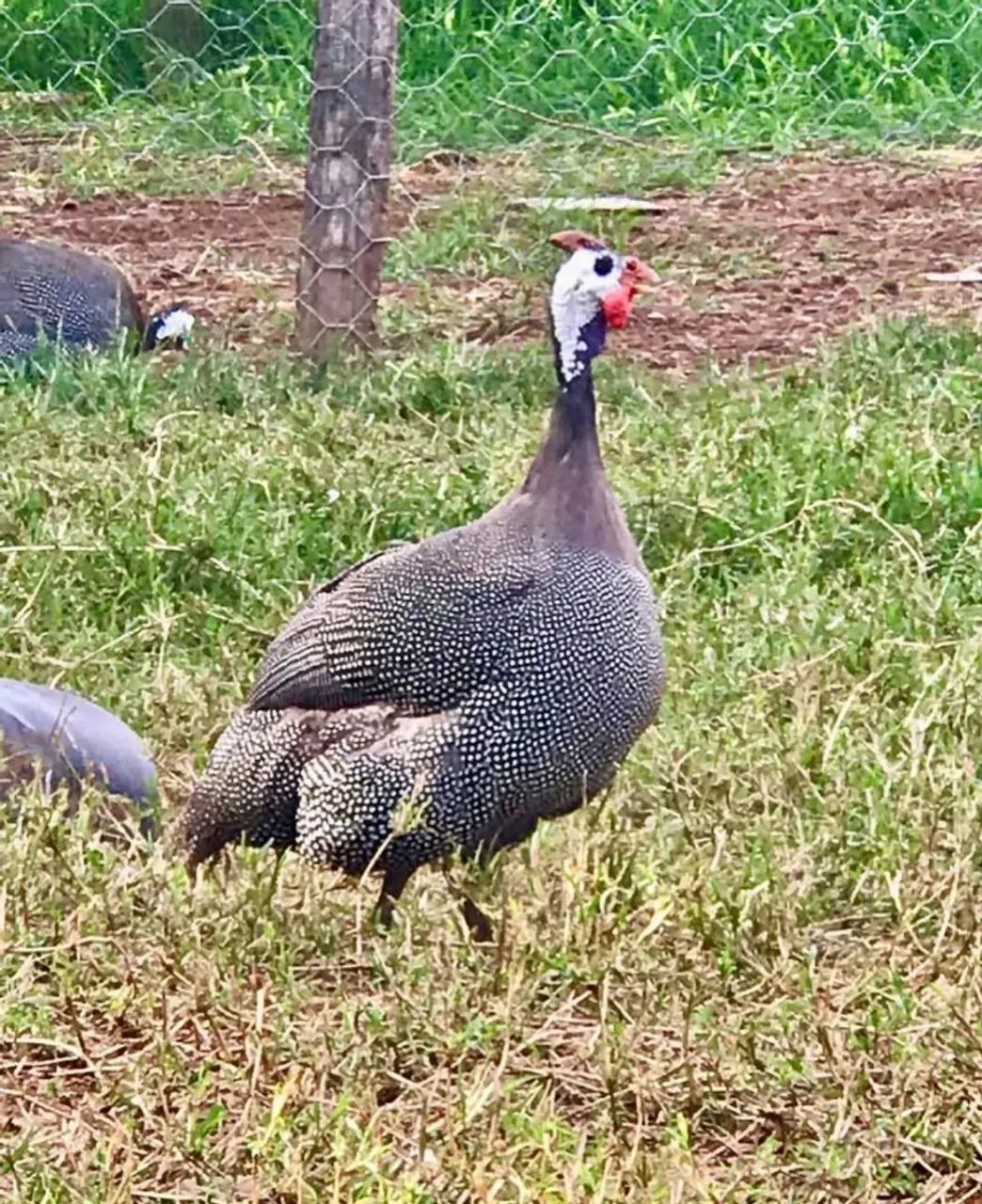 Galinha da Angola 