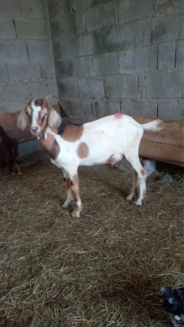 Cabras e bodes a venda  - Foto 2