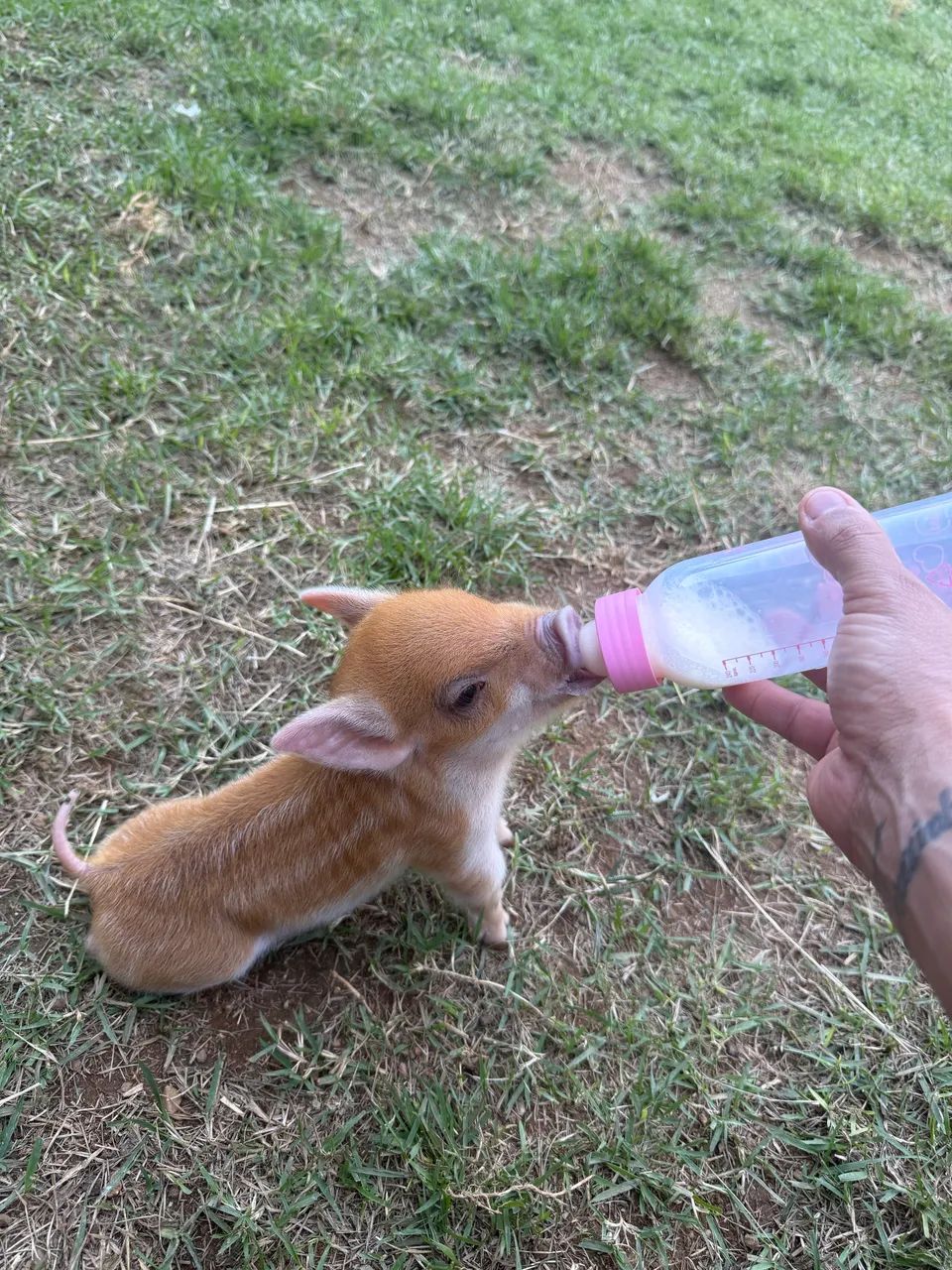 Mini pig  - Foto 4