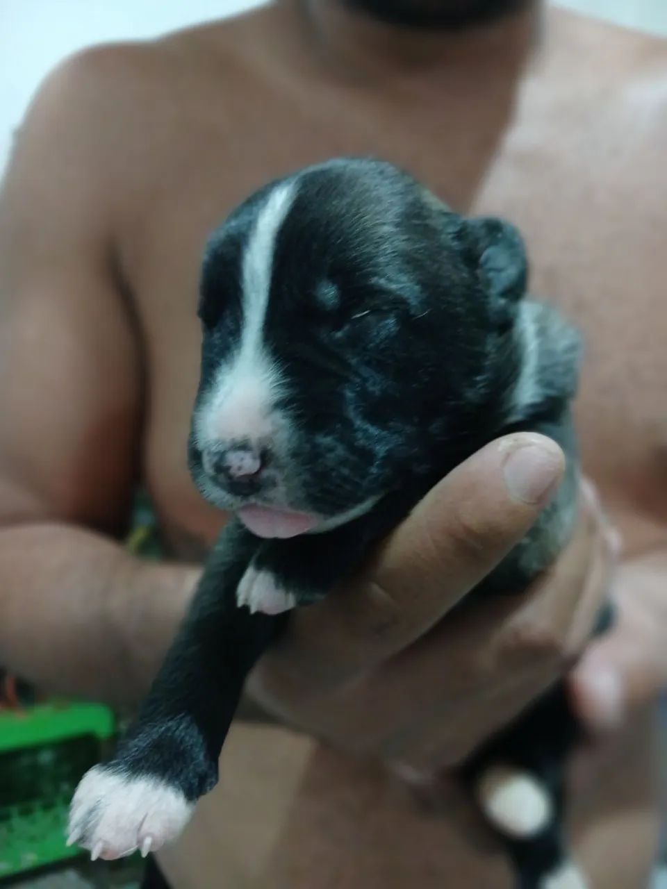 Pastor belga malinois  - Foto 5