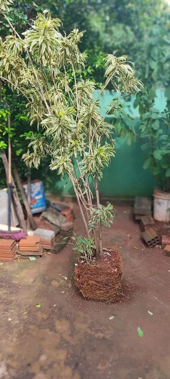 Vendo essa planta