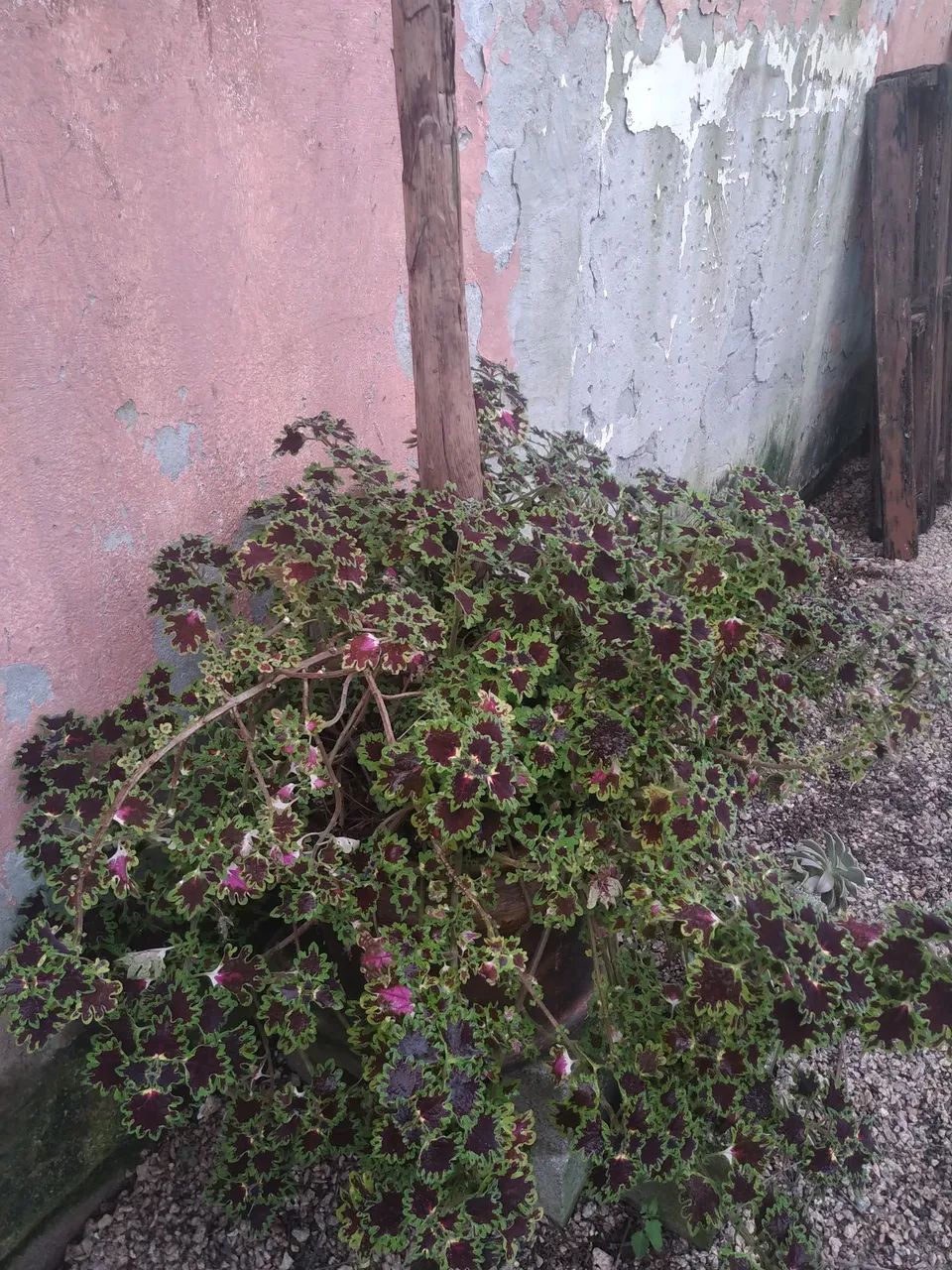 Palmeira em vaso concreto  - Foto 3