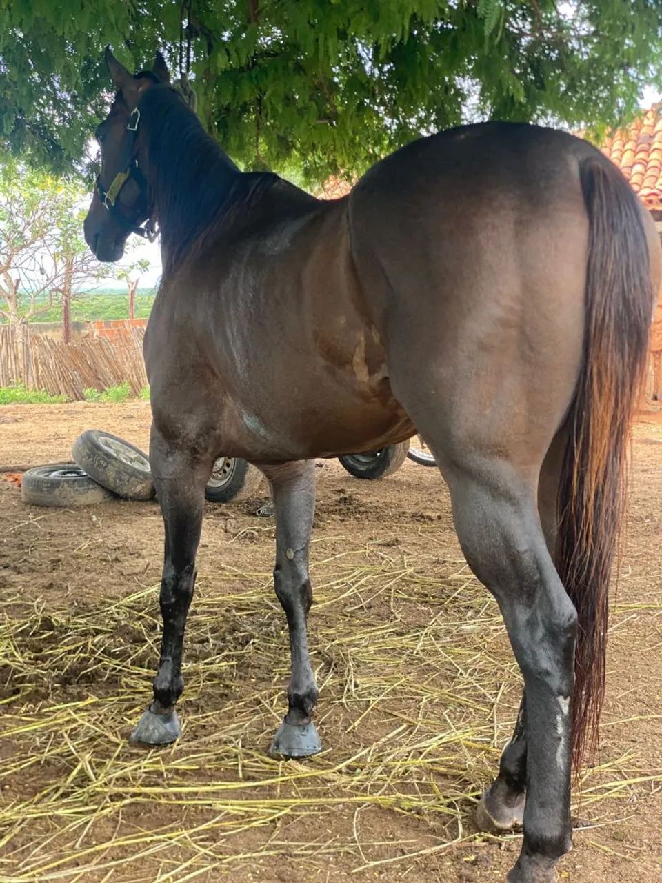 Vende- se cavalo iniciado na direita!! No preço animal sem defeito! - Foto 2