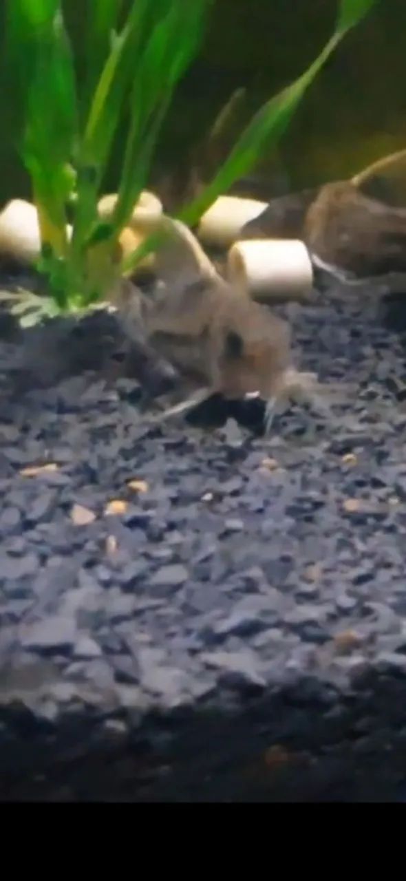 Doação 3 Coridoras