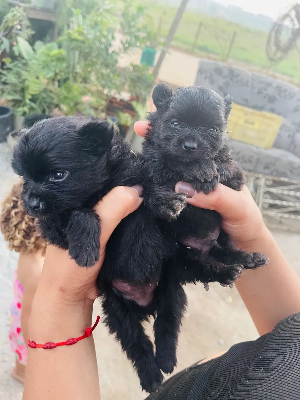 Spitz alemão - Foto 2