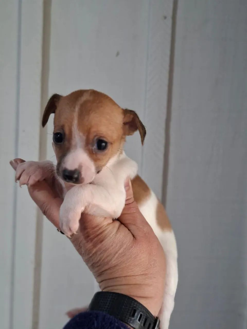 Pinscher exoticos lindos demais 