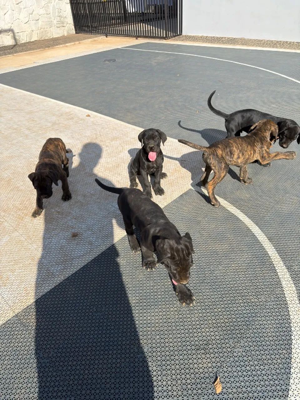 Filhote Cane Corso  - Foto 5