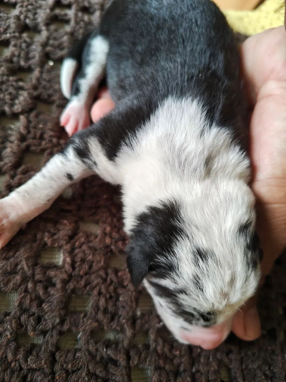 Filhotes de Border Collie  - Foto 3