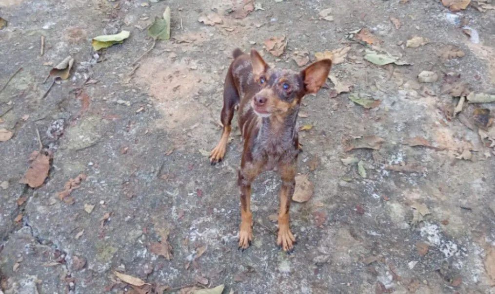 Fêmeas de pinscher n2 - Foto 3