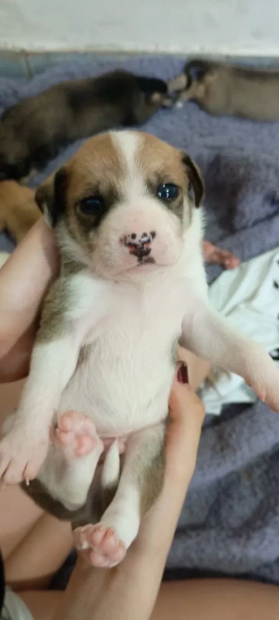Cachorro  - Foto 5