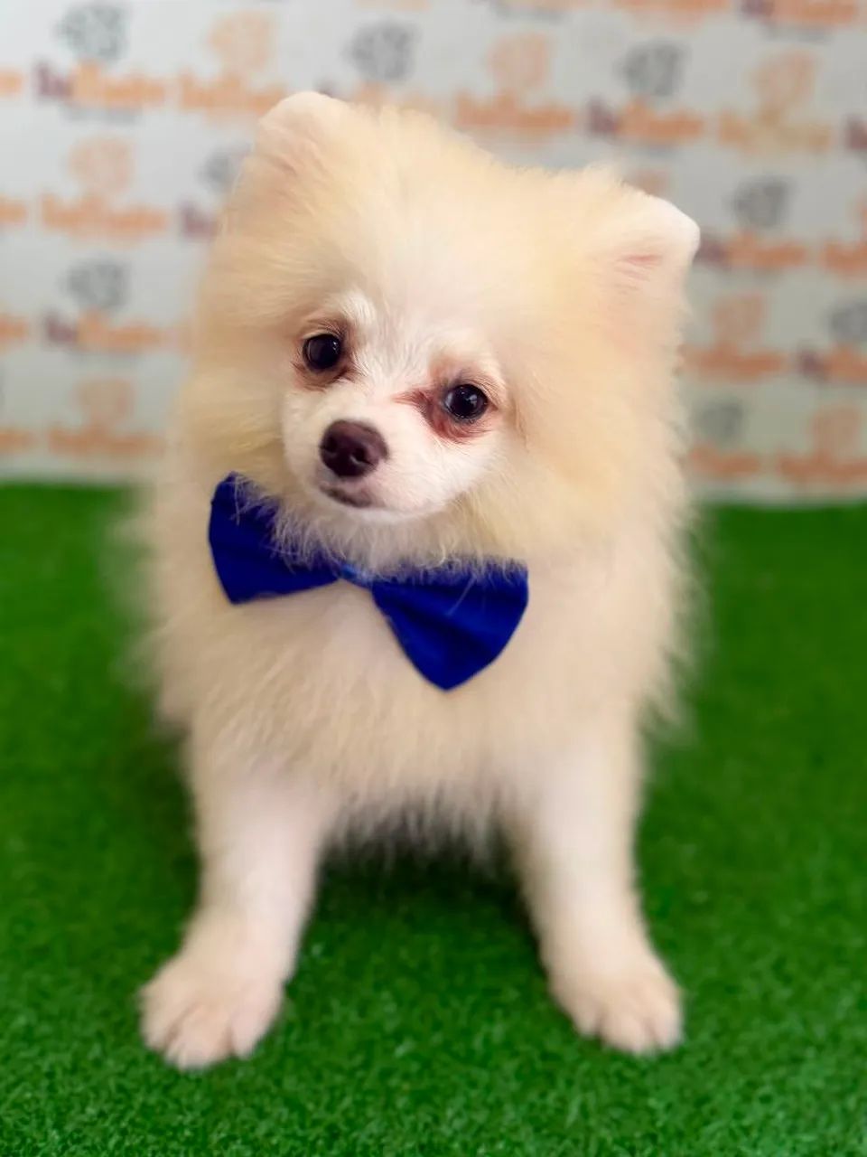 Spitz Alemão Macho 