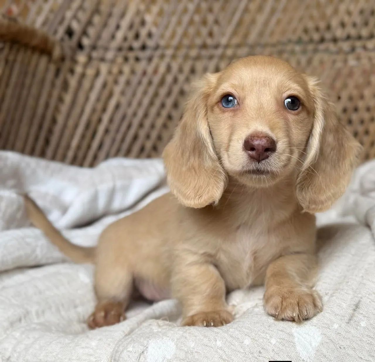Dachshund  - Foto 3